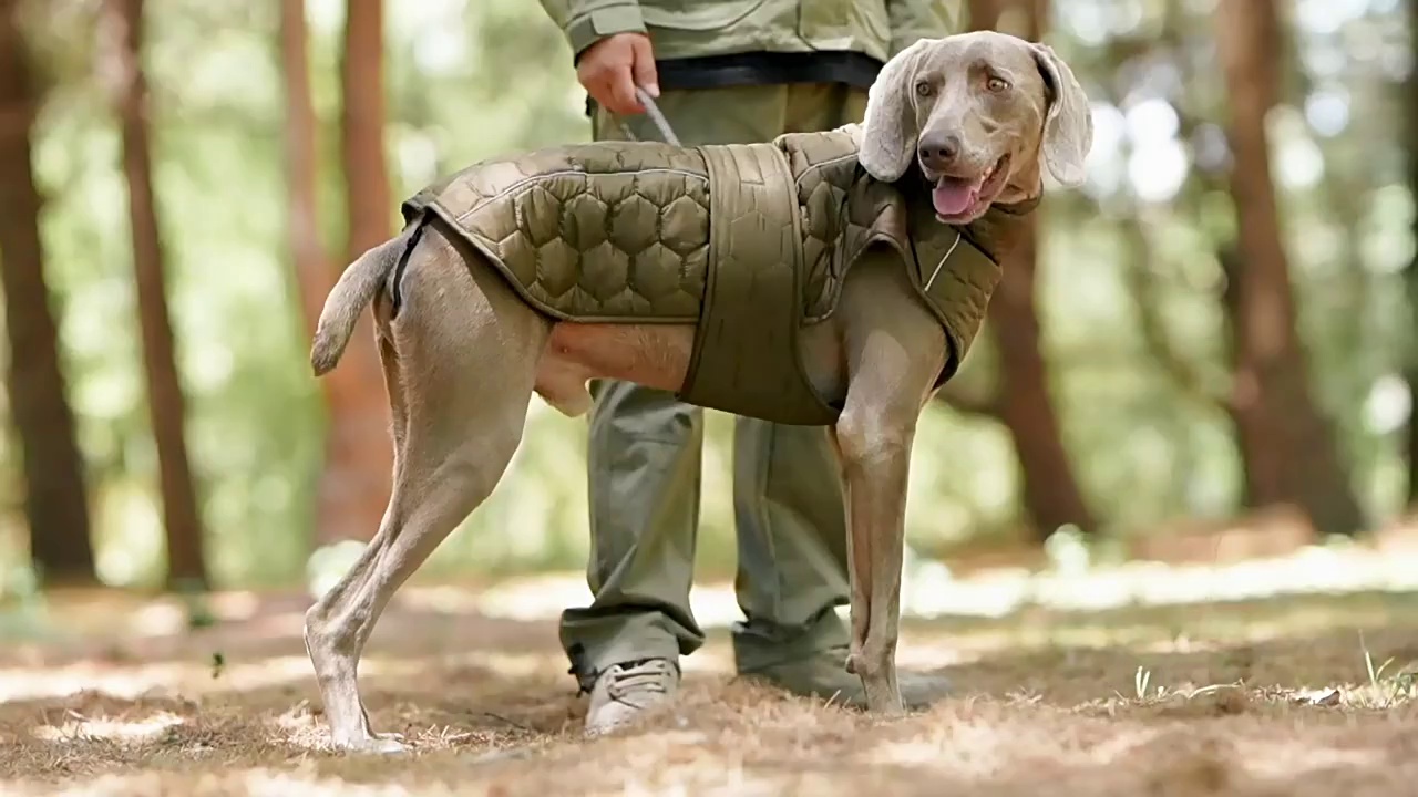 Reflective Velcro Dog Waistcoat for Autumn Winter