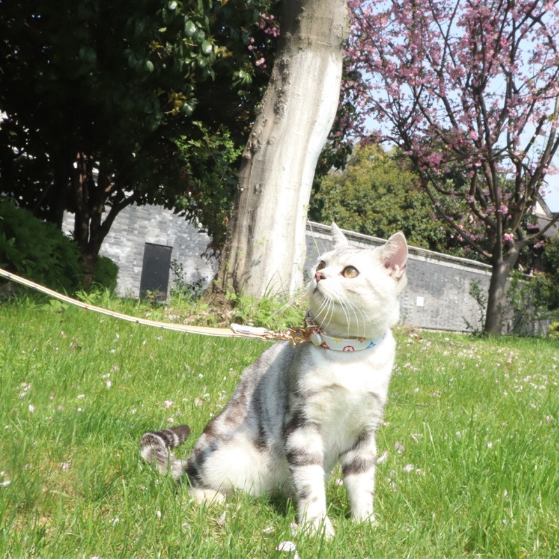 Pet Collar PU Leather Metal Buckle Solid