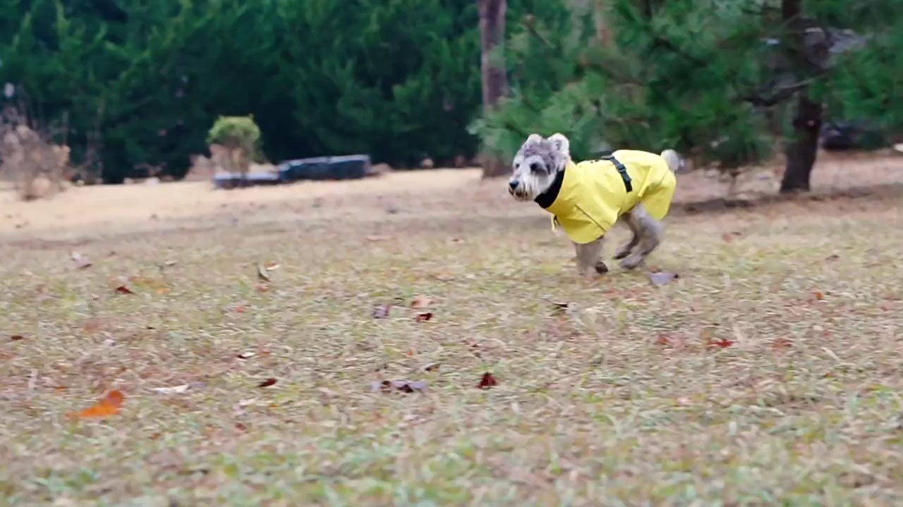 Waterproof Sport Dog Raincoat with Reflective Strip