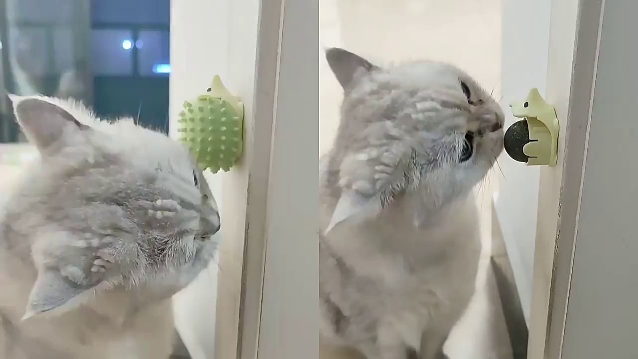 Cat Mint Hedgehog Chew Toy