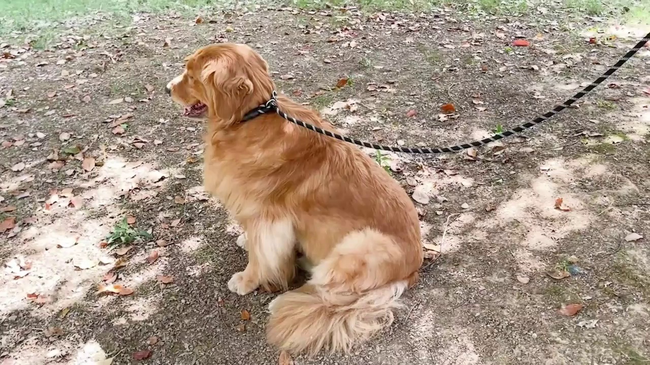 Reflective Dog Walking Leash