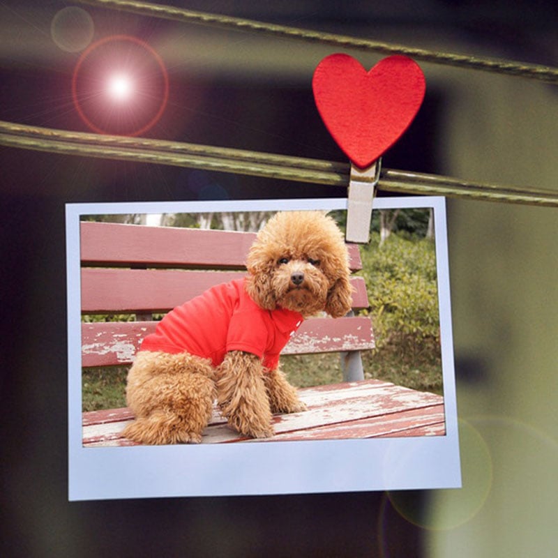 2025 Dog Polo Shirt Multicolor Soft