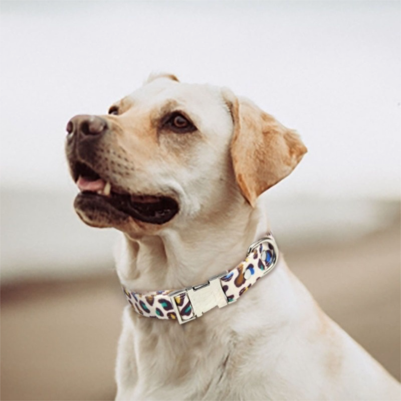 Leopard Print Dog & Cat Collar