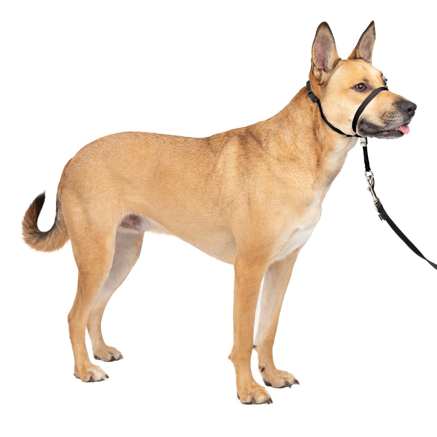 No-Pull Adjustable Dog Headcollar