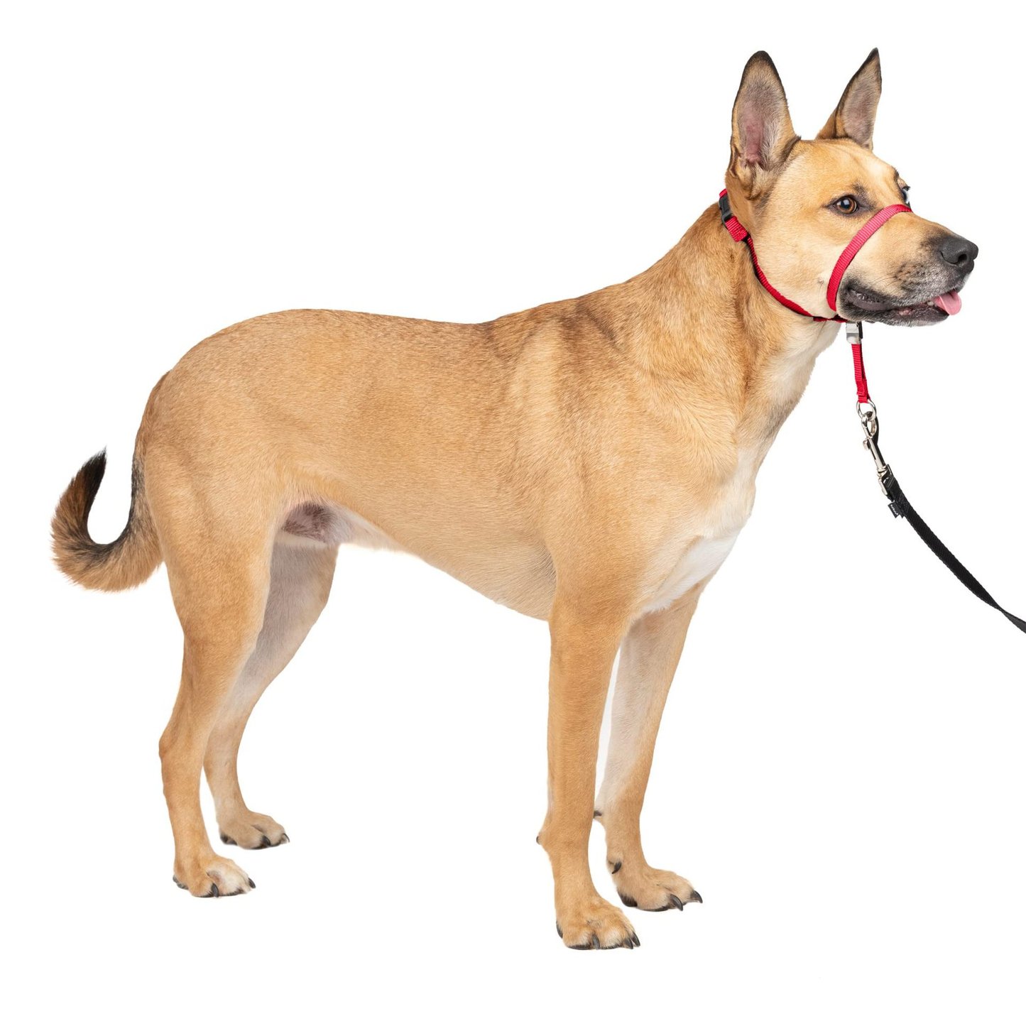 No-Pull Adjustable Dog Headcollar