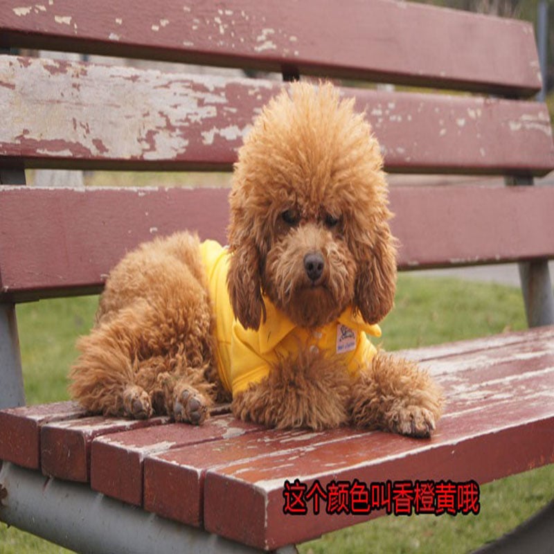 2025 Dog Polo Shirt Multicolor Soft