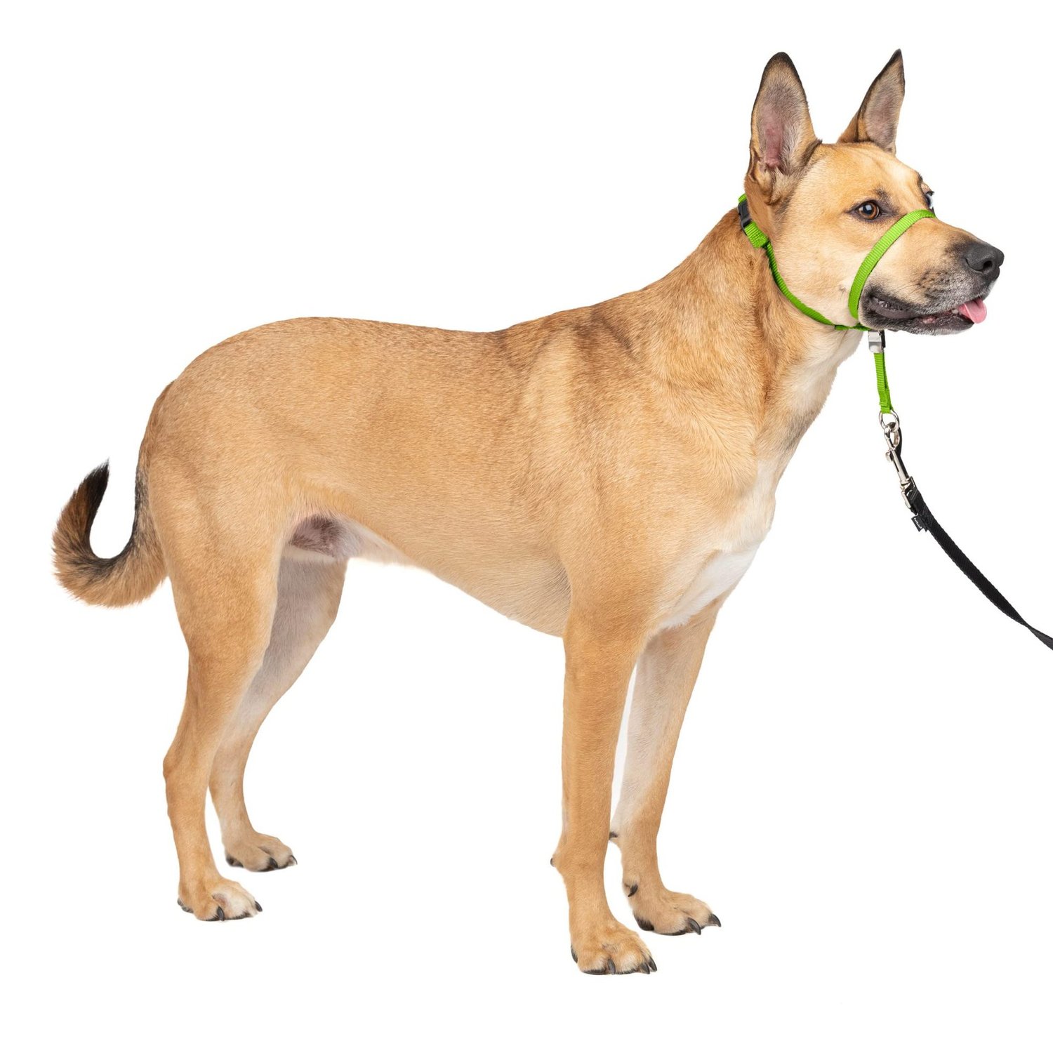 No-Pull Adjustable Dog Headcollar
