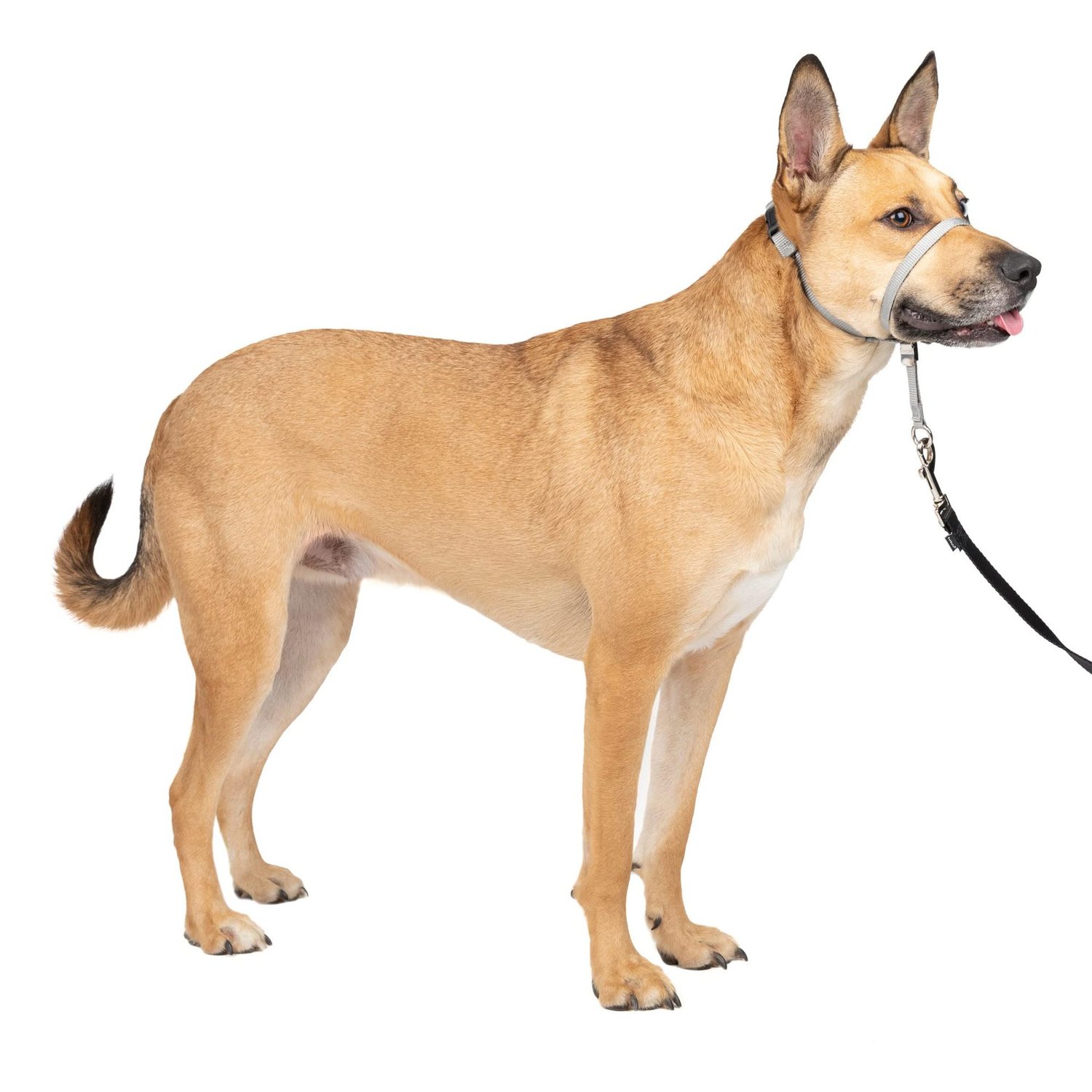 No-Pull Adjustable Dog Headcollar