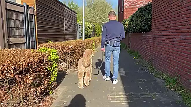 Nylon Hands-Free Dog Running Leash with Bell