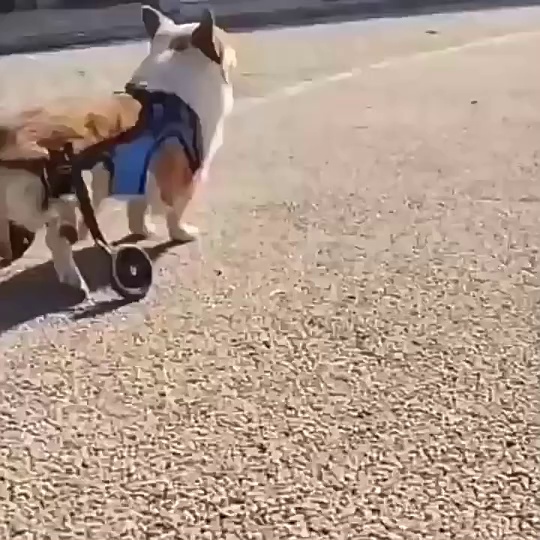 Pet Rehabilitation Scooter