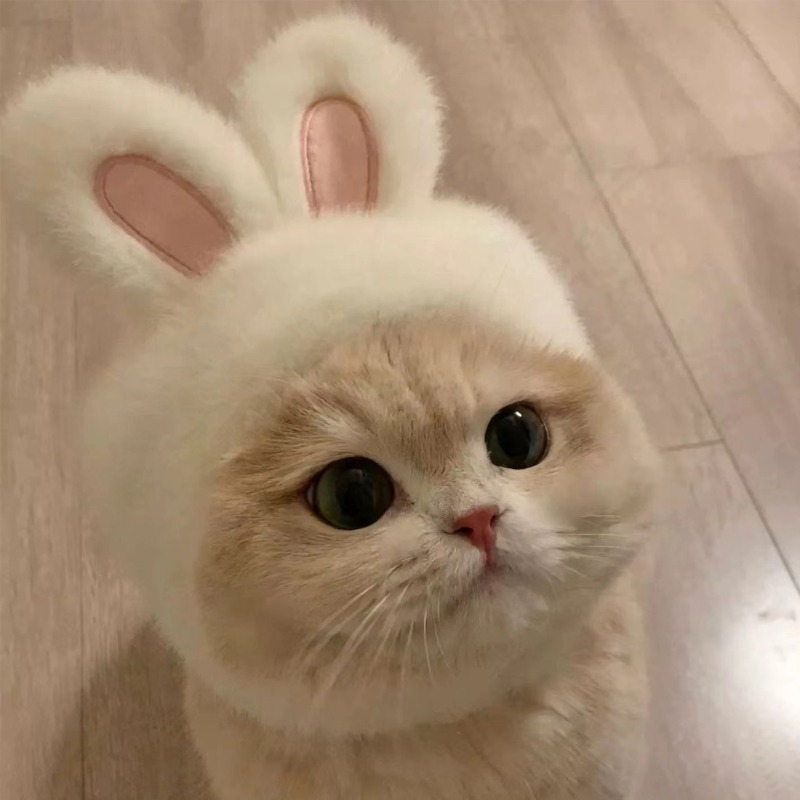 Bunny Ear Hat and Apparel for Pet Photo Shoots
