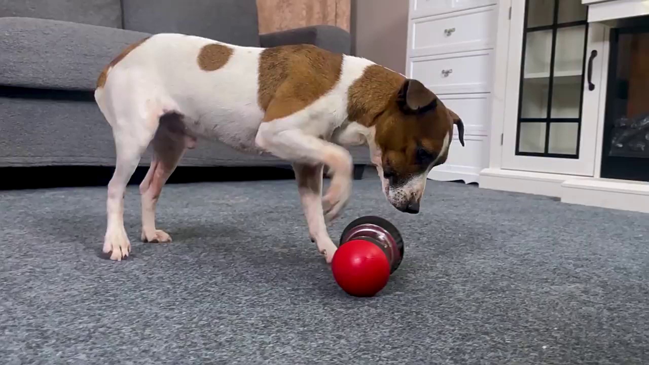 Dog Slow Feeder Rolling Food Dispenser Bottle