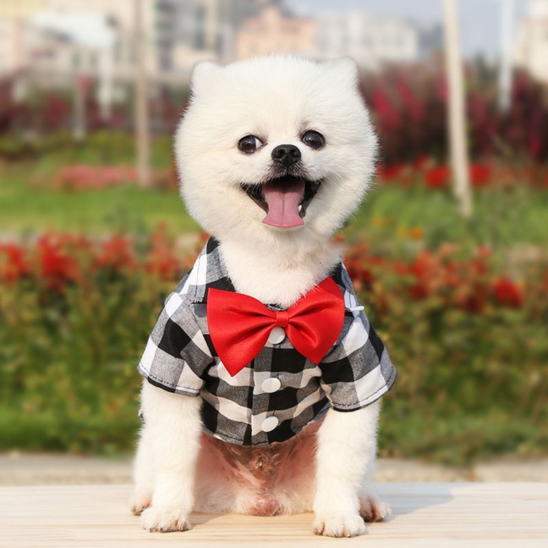 Bunny Harness and Leash Set with Spring Print