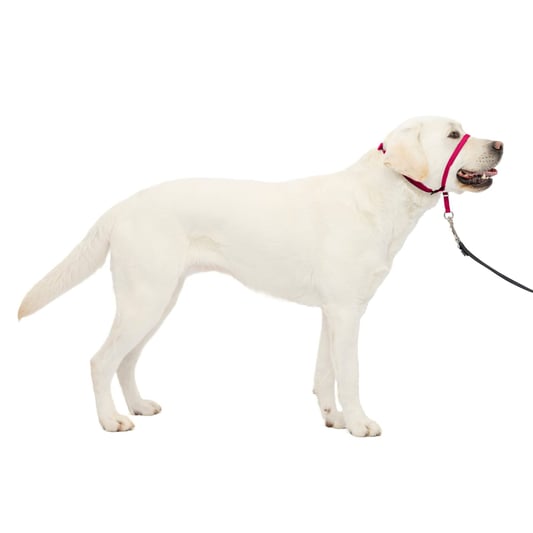 No-Pull Adjustable Dog Headcollar