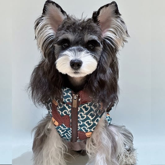 Letter Pattern Pet Down Jacket for Autumn Winter