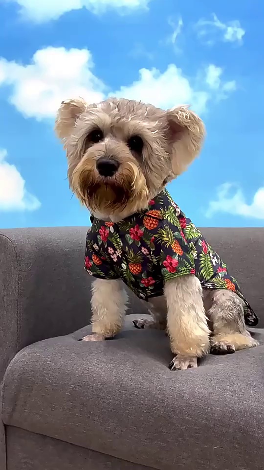 2024 Dog Shirt Bow Tie and Pirate Outfit