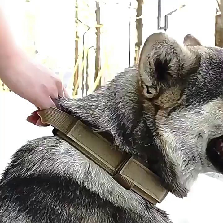 Elastic Shock-Absorbing Dog Leash